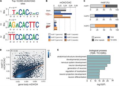 Developmental Accumulation of Gene Body and Transposon Non-CpG Methylation in the Zebrafish Brain